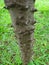Stem orÂ trunk of sappanwood